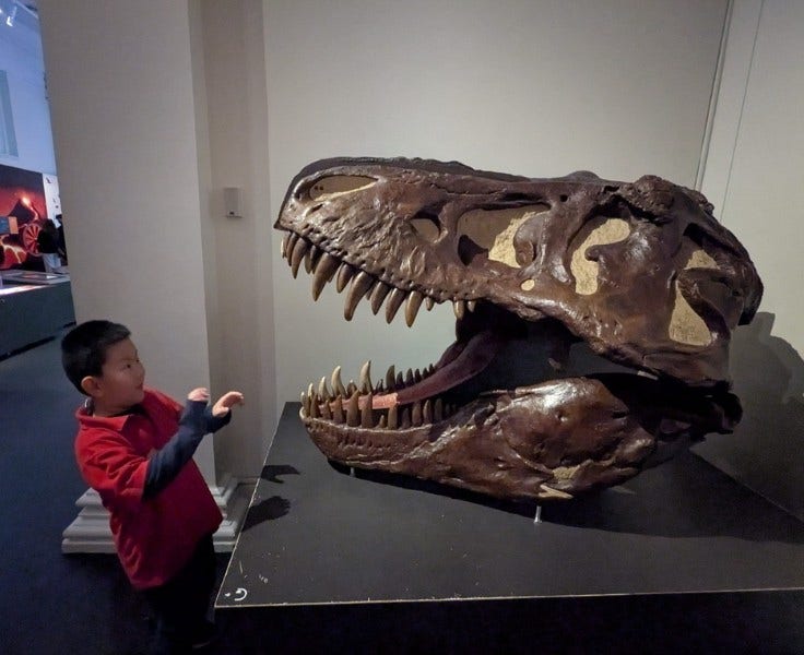 A student pretending to look afraid as he looks a large dinosaur skull at the Australian museum.